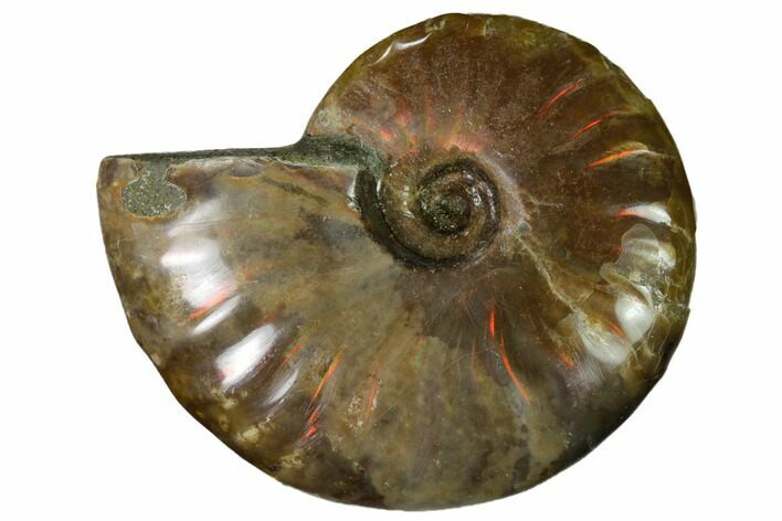 Red Flash Ammonite Fossil - Madagascar #151692